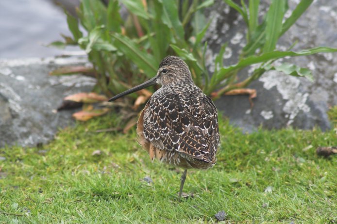 Dowitcher --(Limnodromus sp.) (79457 bytes)