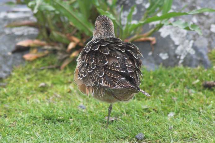 Dowitcher --(Limnodromus sp.) (79806 bytes)