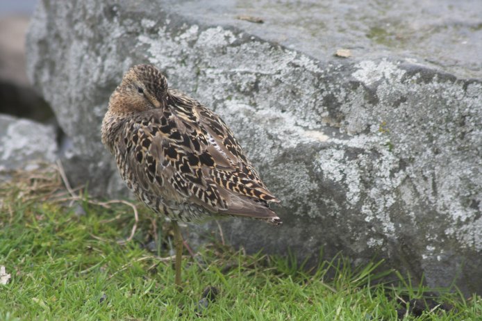 Short-billed Dowitcher --(Limnodromus griseus) (89559 bytes)