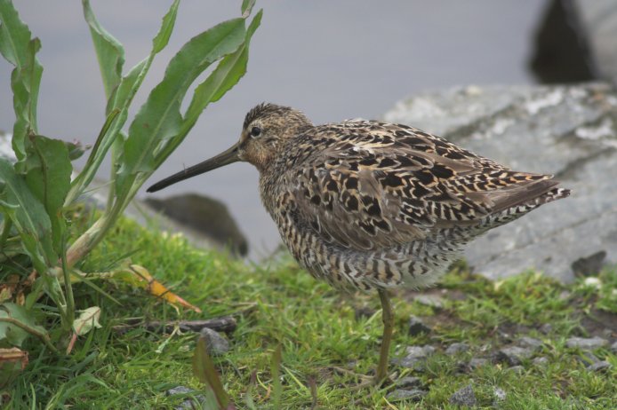 Short-billed Dowitcher --(Limnodromus griseus) (73134 bytes)