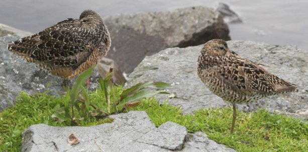 Dowitchers --(Limnodromus sp.) (59454 bytes)