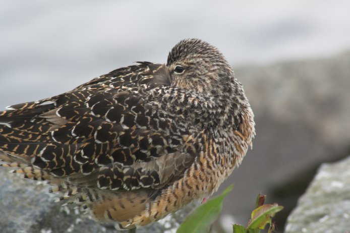 Dowitcher --(Limnodromus sp.) (57894 bytes)