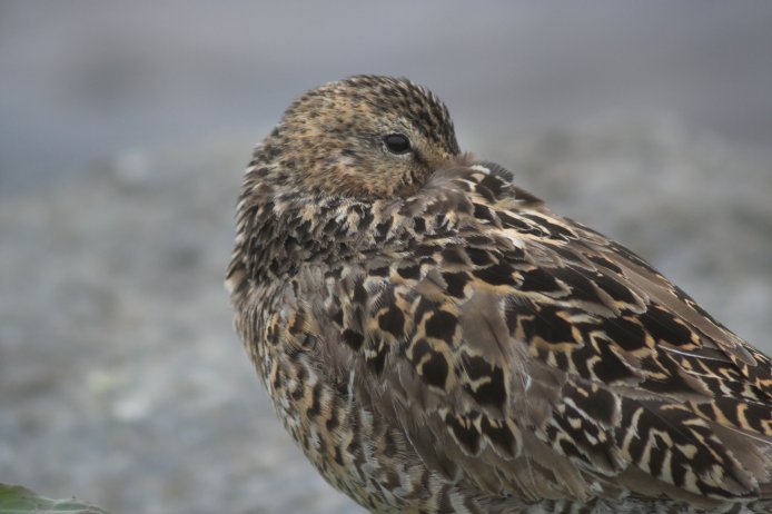 Short-billed Dowitcher --(Limnodromus griseus) (52893 bytes)