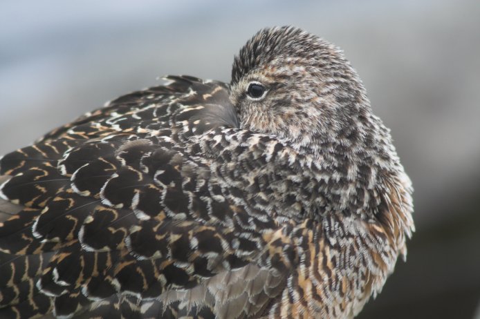 Dowitcher --(Limnodromus sp.) (67997 bytes)