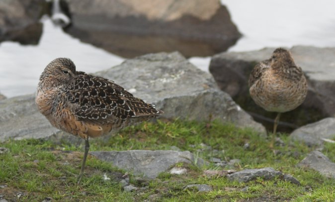 Dowitchers --(Limnodromus sp.) (58696 bytes)