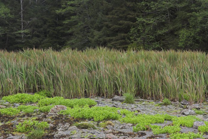 Estuary Plants (107552 bytes)