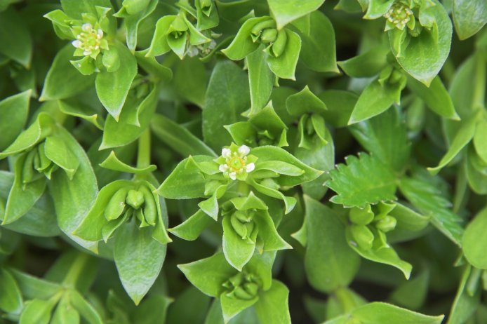 Beach Greens in Bloom --(Honkenya peploides) (67168 bytes)