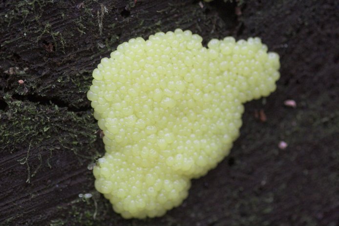 Slime Mold (60757 bytes)