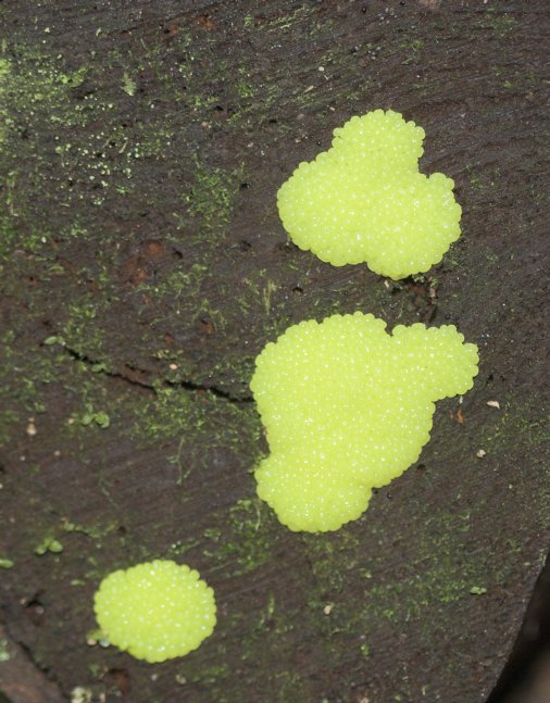 Slime Mold (85184 bytes)