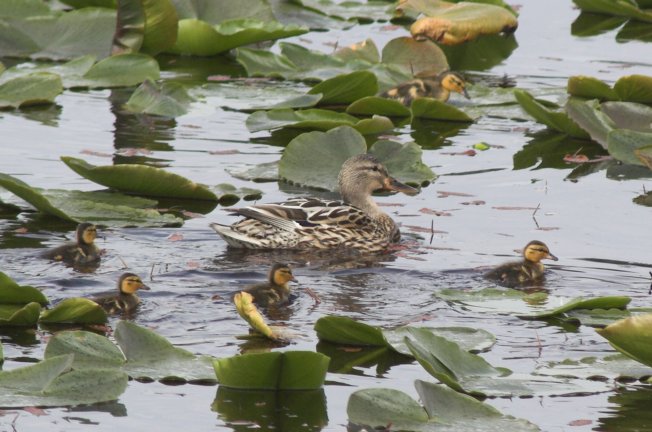 Female Mallard with Ducklings --(Anas platyrhynchos) (72184 bytes)