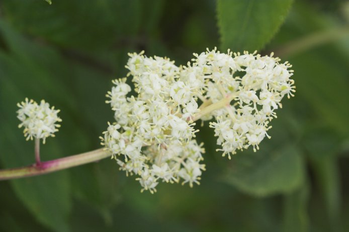 Red Elderberry Flowers --(Sambucus racemosa) (43988 bytes)