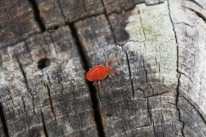 Red Velvet Mite (90956 bytes)