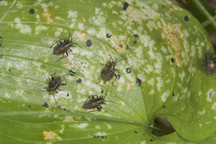 Bugs on a Deerheart Leaf (78936 bytes)