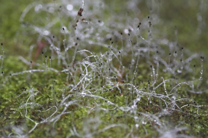 Liverwort Sporophytes (67317 bytes)