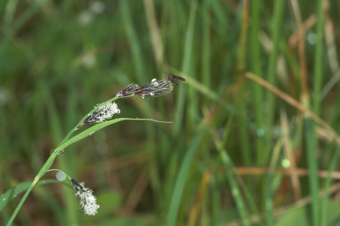 Sedge --(Carex sp.) (40576 bytes)