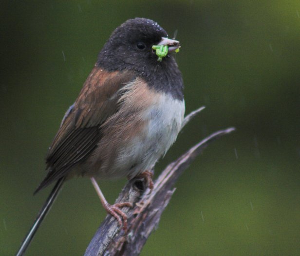 Dark-eyed Junco --(Junco hyemalis) (45343 bytes)