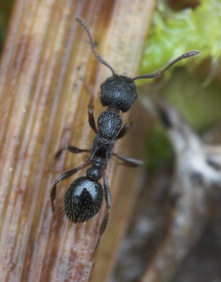 Muskeg Ant (47504 bytes)