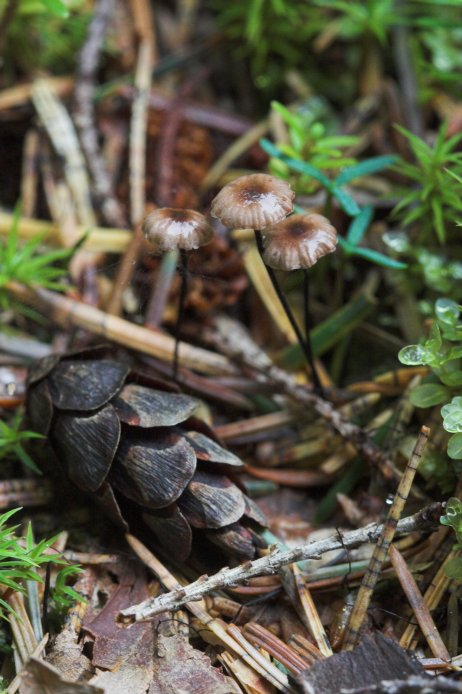 Forest Floor (76802 bytes)