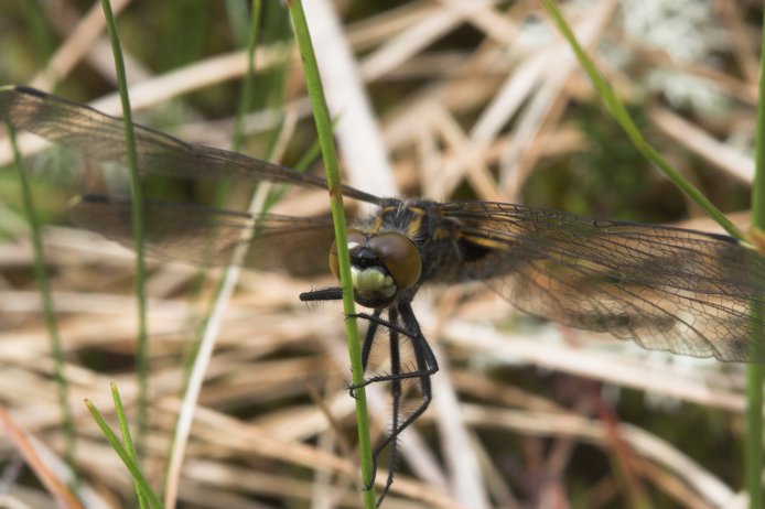 Hudsonian Whiteface --(Leucorrhinia hudsonica) (58761 bytes)