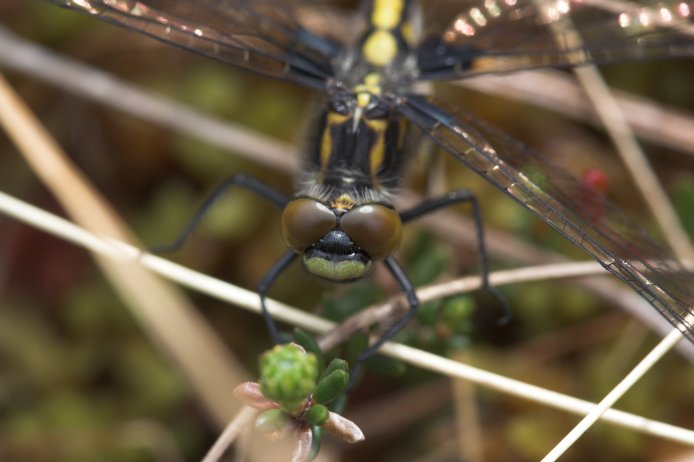 Hudsonian Whiteface --(Leucorrhinia hudsonica) (49801 bytes)