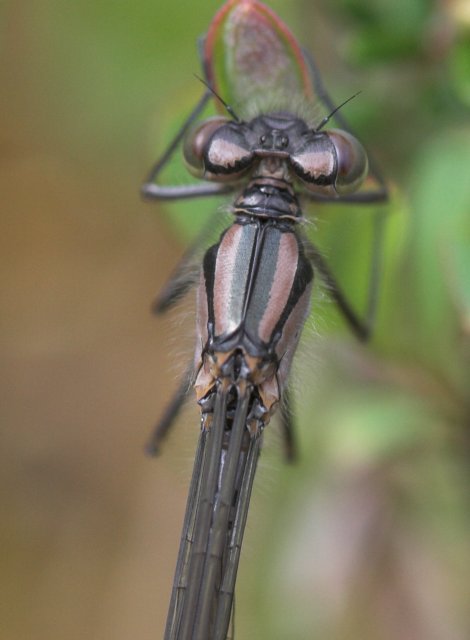 Bluet --(Enallagma sp.) (37016 bytes)