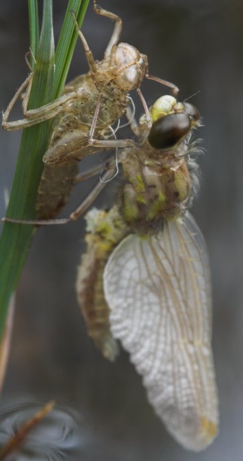 Hudsonian Whiteface Teneral --(Leucorrhina hudsonica) (36117 bytes)