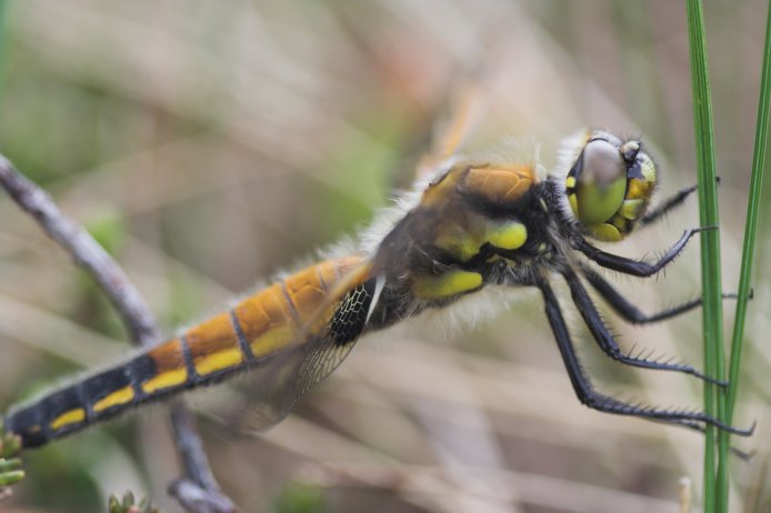 Four-spotted Skimmer --(Libellula quadrimaculata) (44843 bytes)