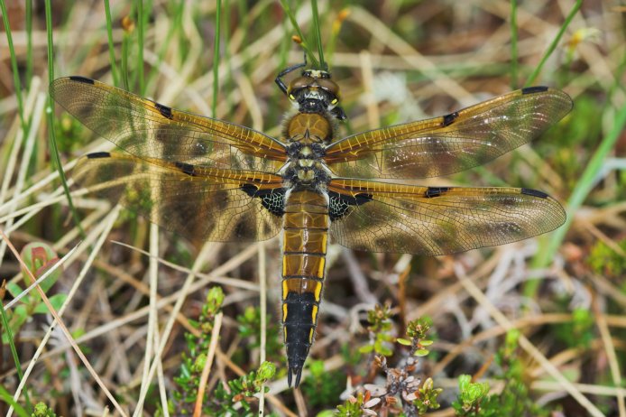 Four-spotted Skimmer --(Libellula quadrimaculata) (88999 bytes)