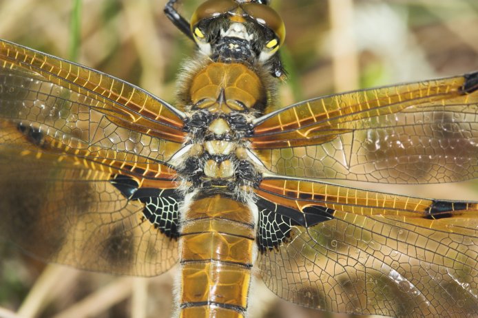 Four-spotted Skimmer --(Libellula quadrimaculata) (88027 bytes)