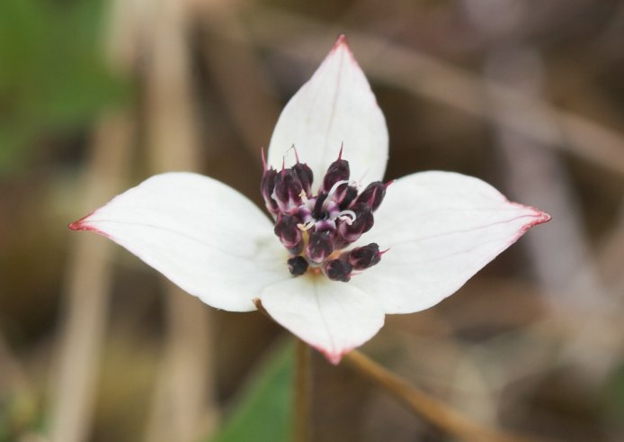 Bunchberry --(Cornus suecica) (35956 bytes)