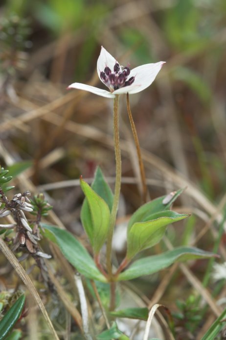 Bunchberry --(Cornus suecica) (50993 bytes)