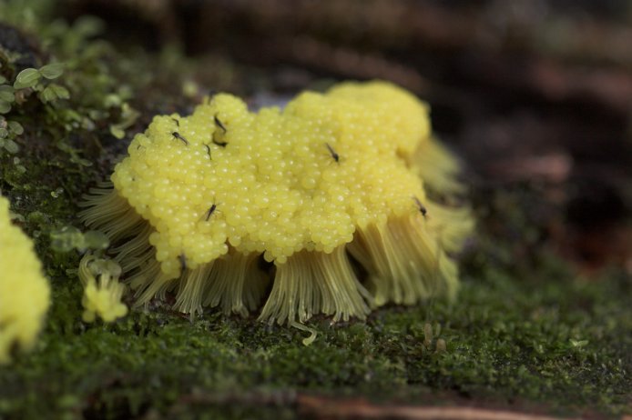 Slime Mold (53378 bytes)