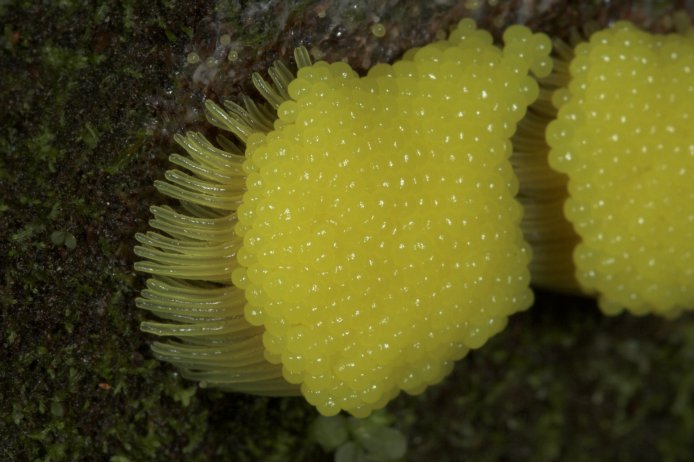 Slime Mold (60197 bytes)