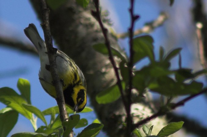 Townsend's Warbler --(Dendroica townsendi) (47322 bytes)