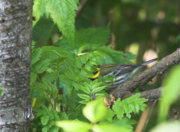 Townsend's Warbler --(Dendroica townsendi) (54532 bytes)