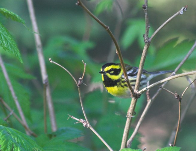 Townsend's Warbler --(Dendroica townsendi) (52466 bytes)