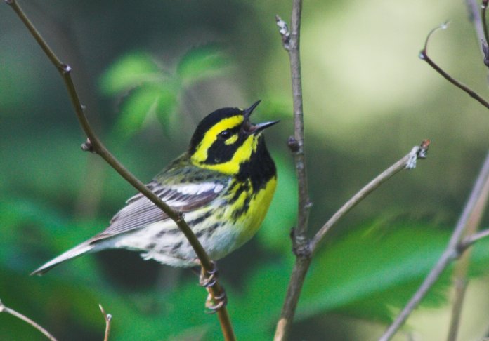 Singing Townsend's Warbler --(Dendroica townsendi) (53741 bytes)