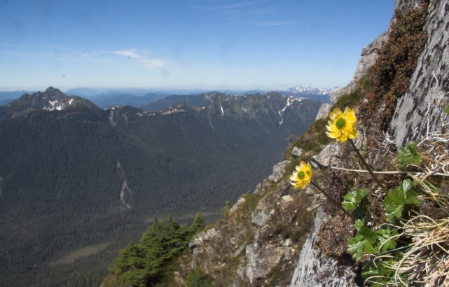 Cooley's Buttercup --(Ranunculus cooleyae) (62880 bytes)