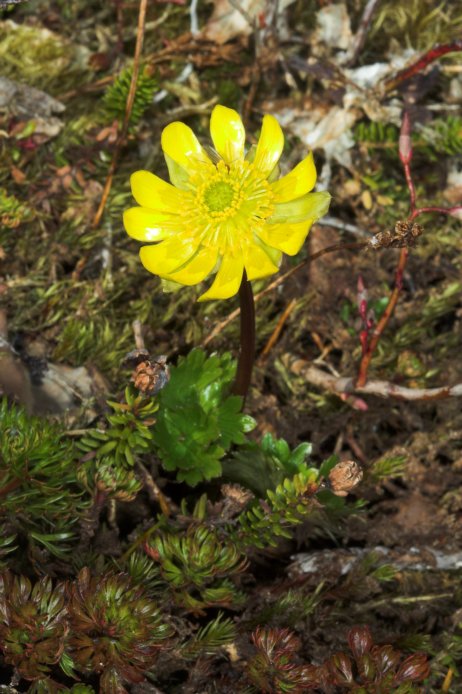 Cooley's Buttercup --(Ranunculus cooleyae) (85520 bytes)