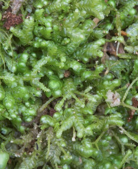 Liverwort --(Bazzania denudata) (84499 bytes)