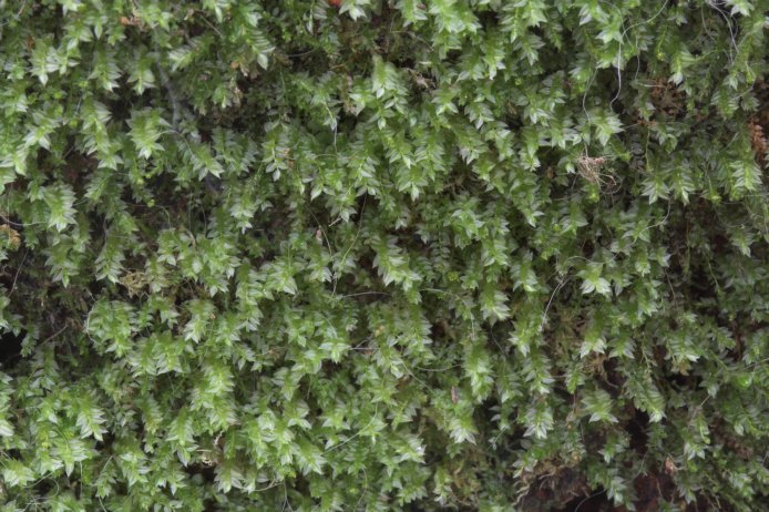 Unidentified Bryophyte (107909 bytes)