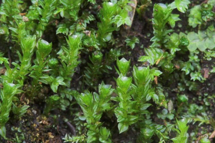 Moss --(Tetraphis pellucida) (87749 bytes)