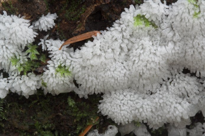 White Slime Mold (78000 bytes)