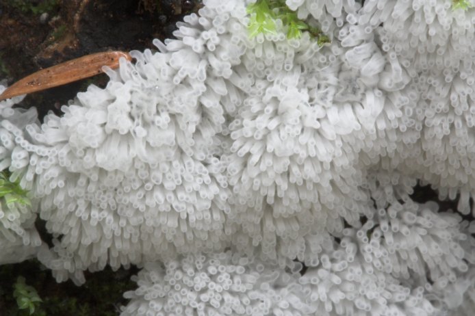 White Slime Mold (66690 bytes)