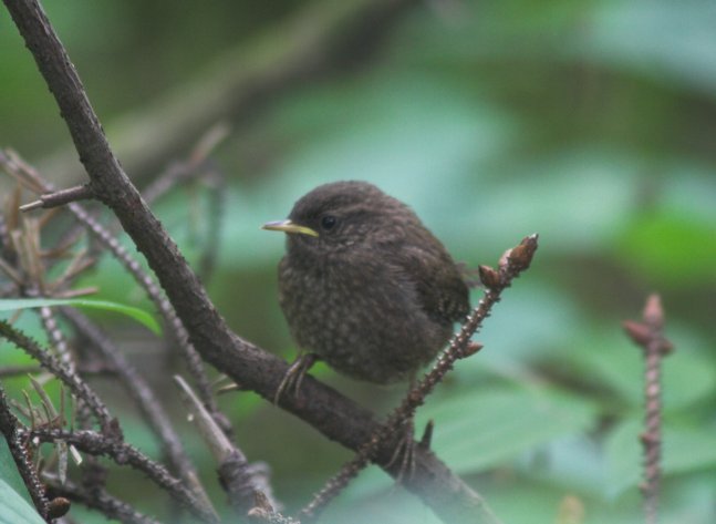 Juvenile Winter Wren --(Troglodytes troglodytes) (42915 bytes)