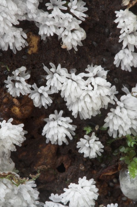 White Slimemold (74755 bytes)