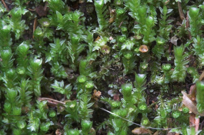 Moss --(Tetraphis sp.) (94225 bytes)