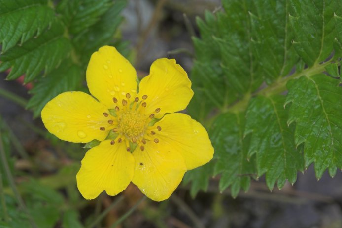 Silverweed --(Potentilla anserina) (48690 bytes)