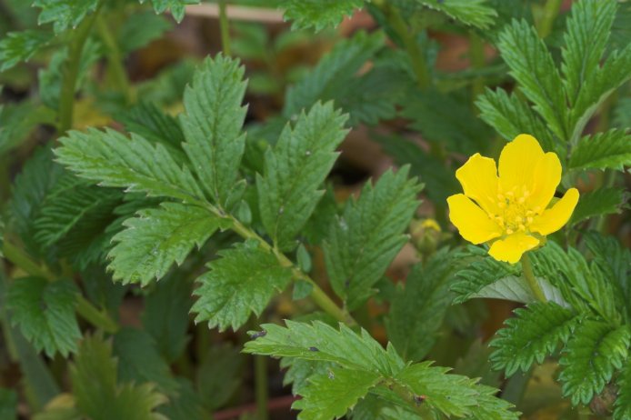 Silverweed --(Potentilla anserina) (60022 bytes)