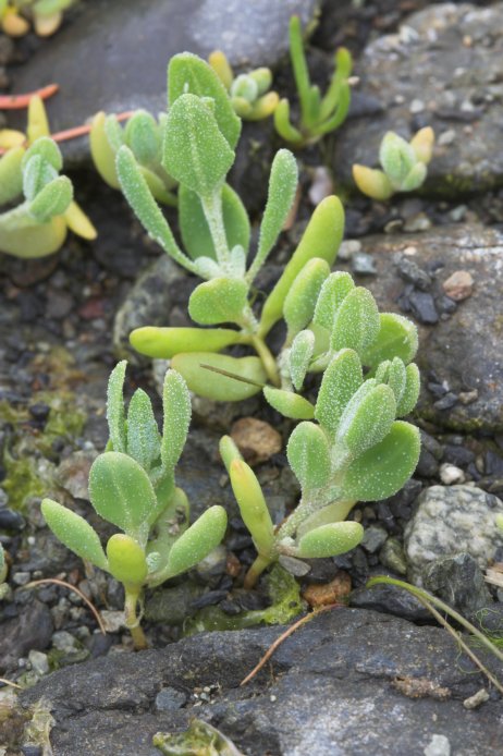 Estuary Plant (82334 bytes)